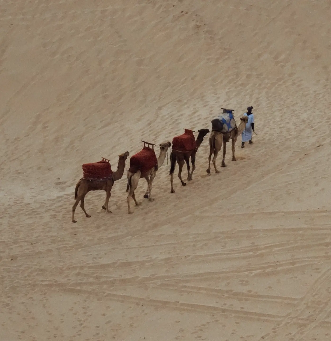 Camels walking on sand.