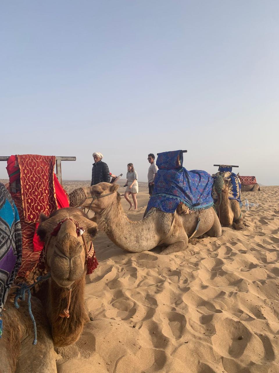 Camel rides at Timlaline.